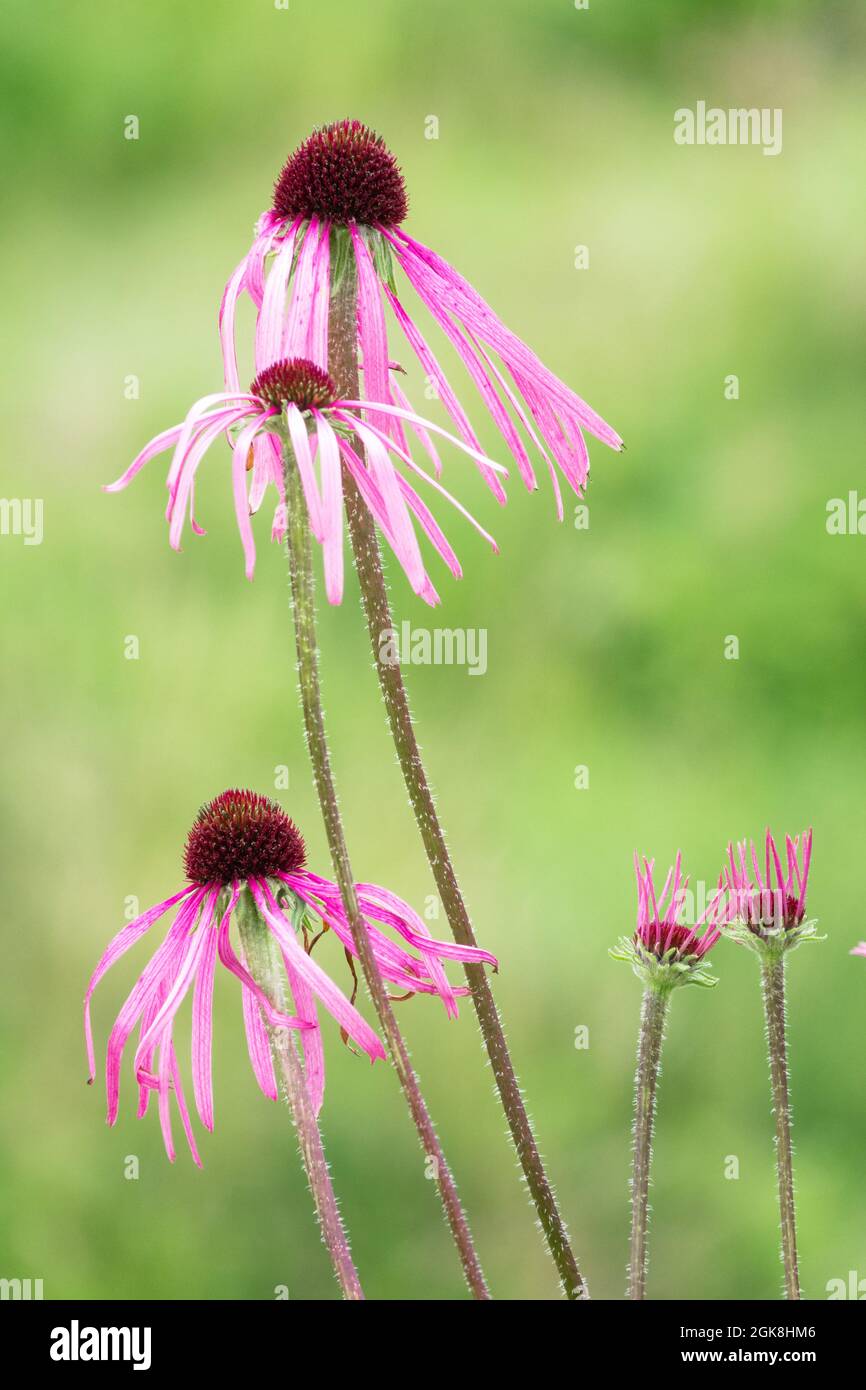 Echinacea pallida-Kegel blüht auf Stiel Stockfoto