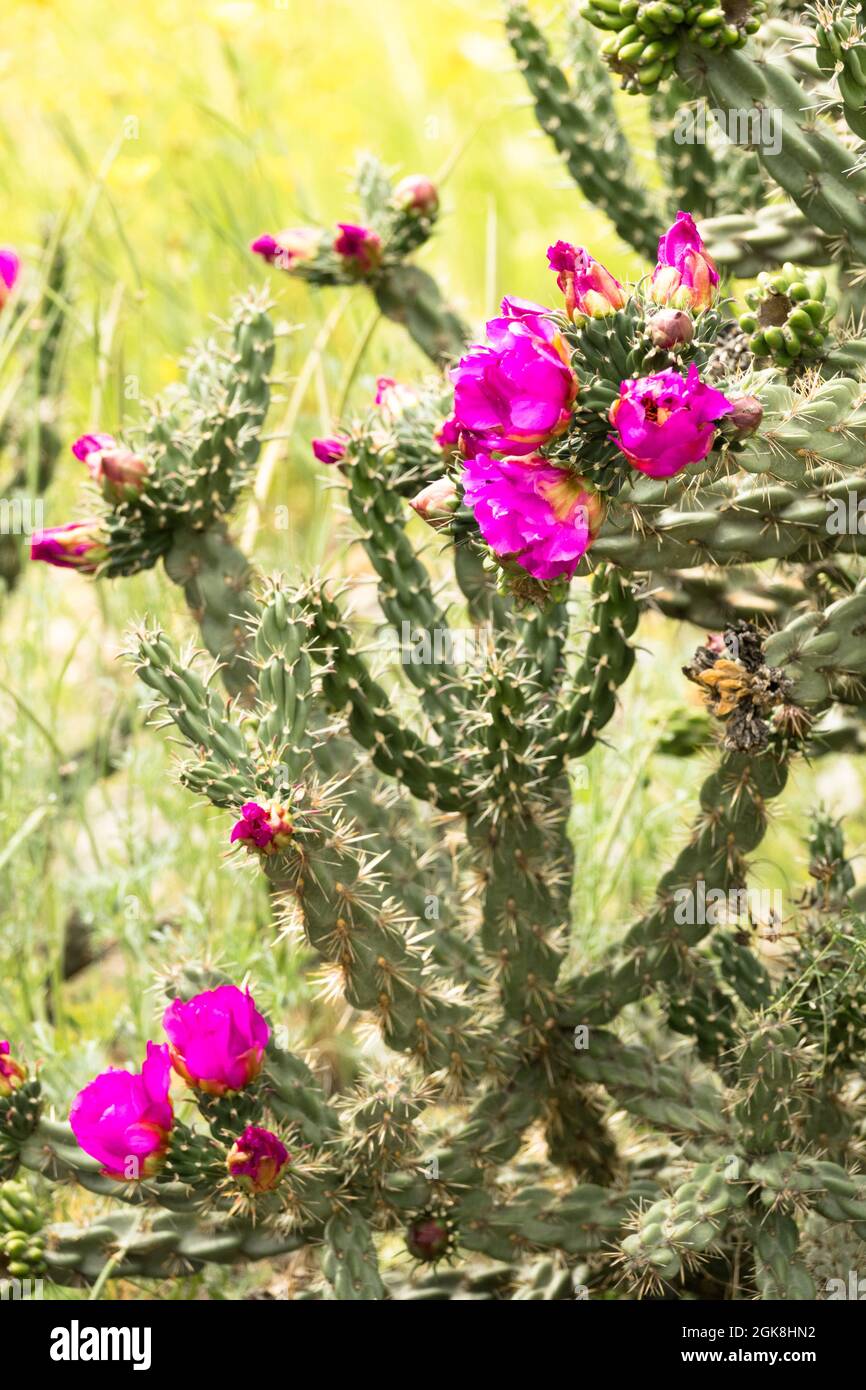 Baum Cholla aus Nordamerika stammend Pflanze Kandelaber Cactus Cylindropuntia imbricata Stockfoto