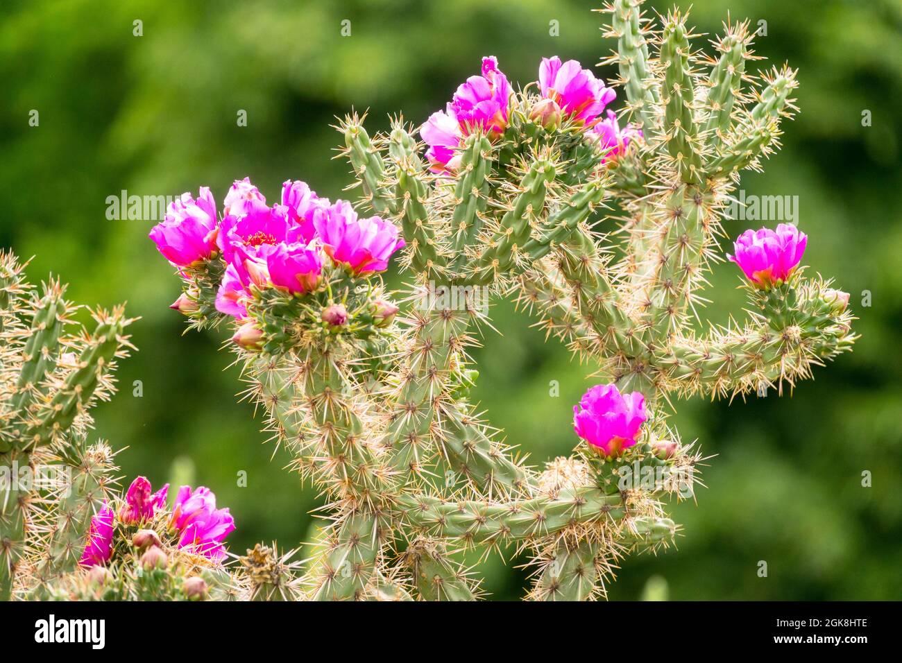Baum Cholla Kaktus Cylindropuntia imbricata Baum Cholla Kaktus Blumenblumen Sukkulente Pflanze Stockfoto