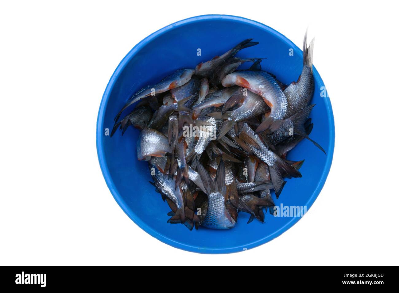 Fischschwänze in einem blauen Eimer. Kakerlaken Stockfoto