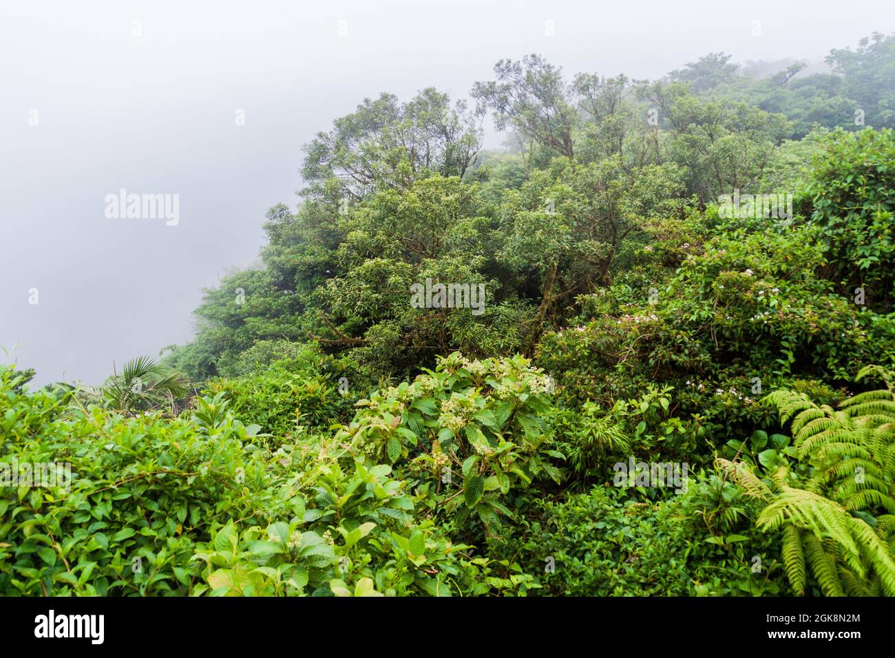 Cloud Forest von Reserva Biologica Bosque Nuboso Monteverde, Costa Rica Stockfoto