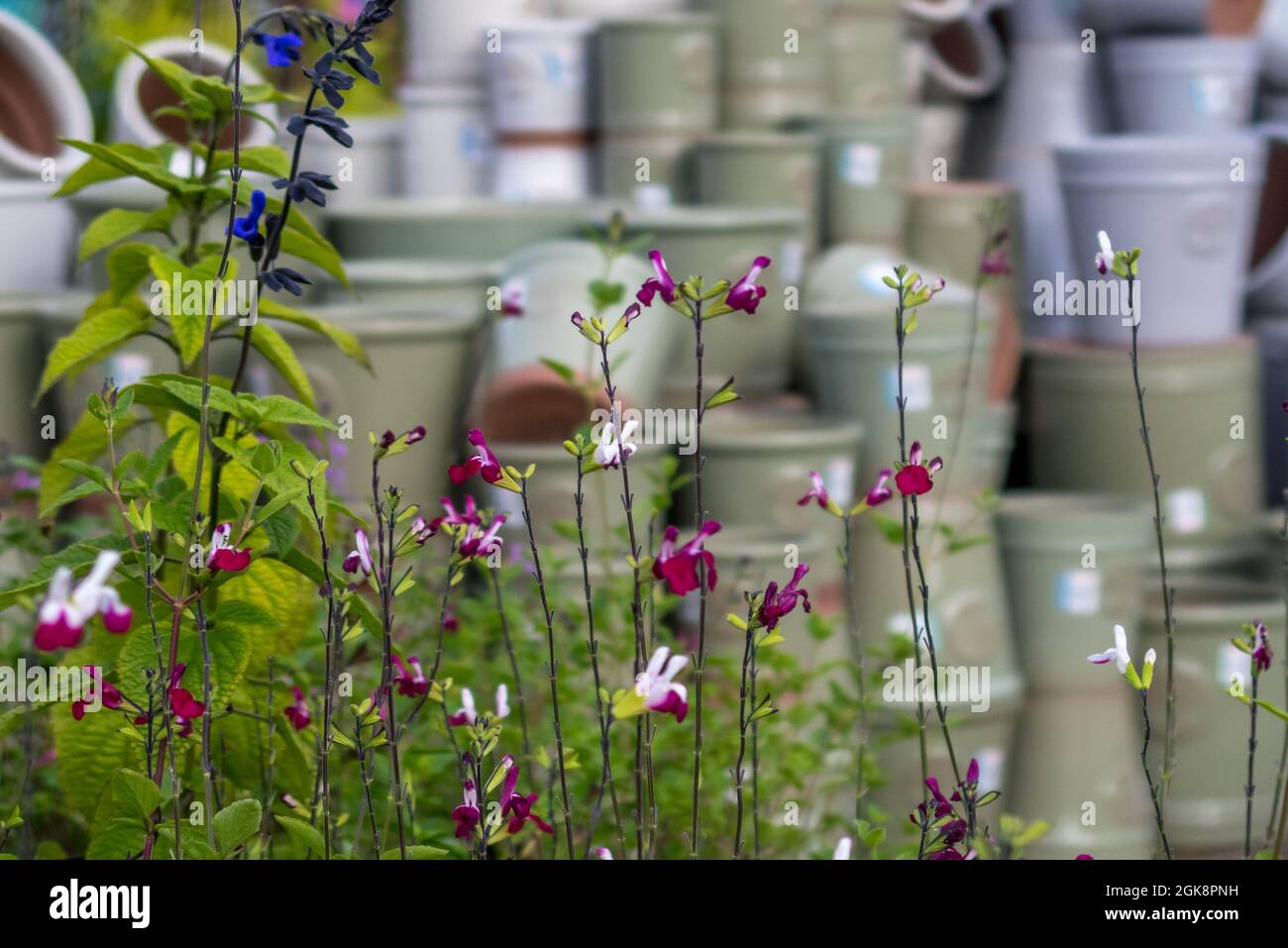 Gartencenter - Salvia Kirschlippen Pflanzen Mit Blumentöpfen Im Hintergrund (Landschaftsansicht) Stockfoto