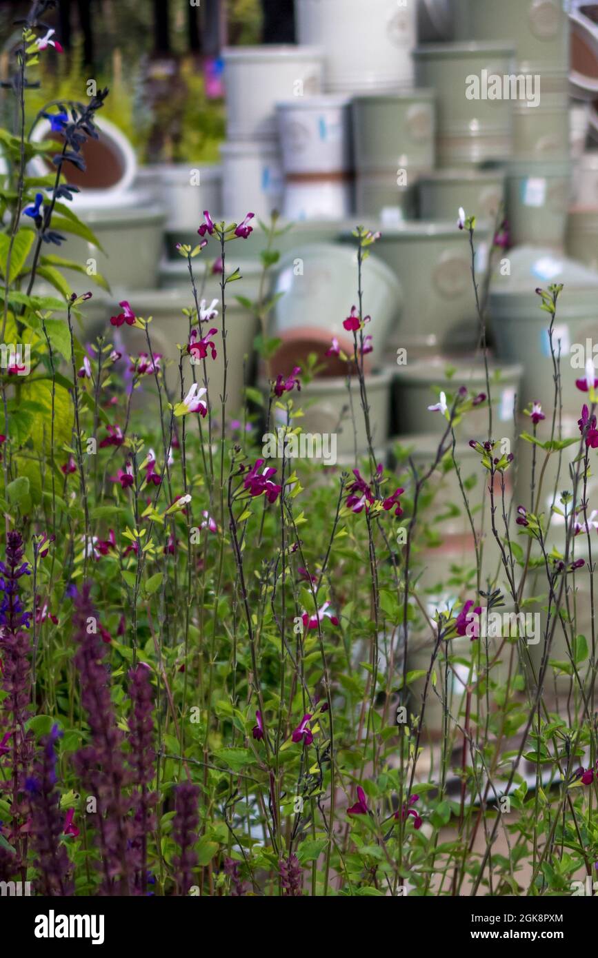 Garden Center - Salvia Cherry Lips Pflanzen Mit Blumentöpfen Im Hintergrund (Porträtansicht) Stockfoto