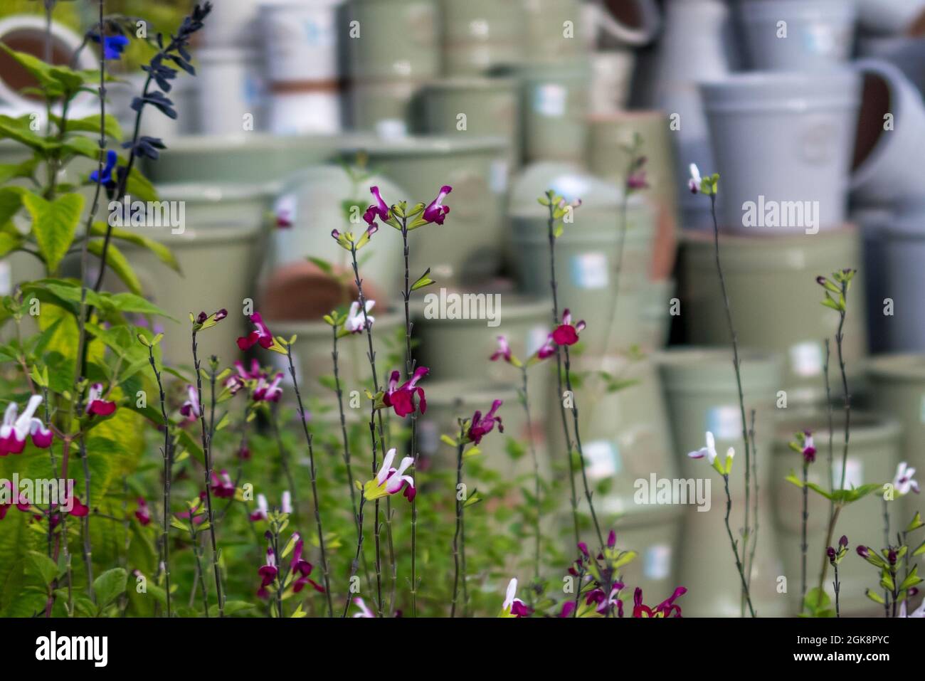 Garden Center - Salvia Cherry Lips Pflanzen Mit Blumentöpfen Im Hintergrund Stockfoto