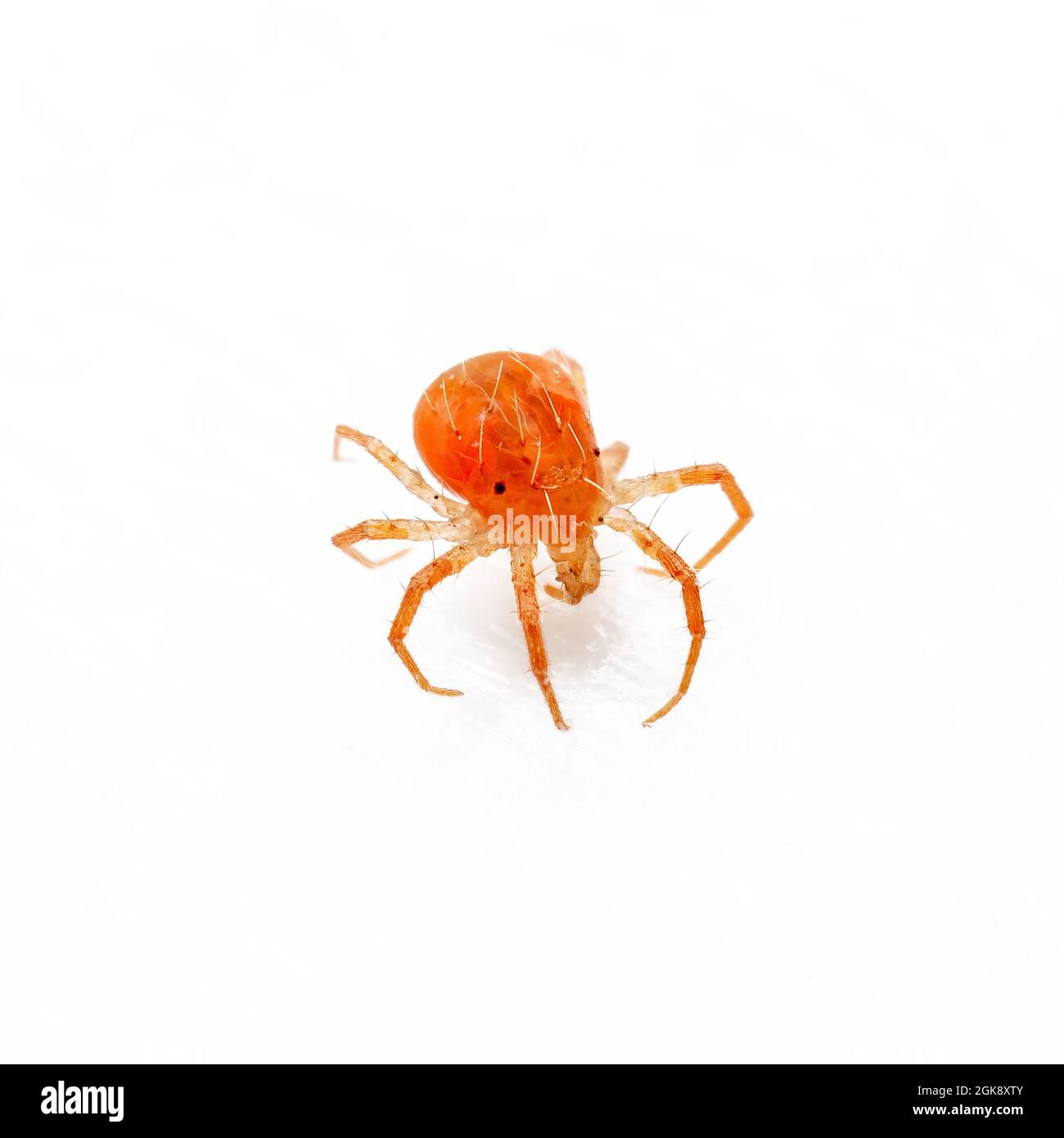 Anystis Baccarum Mile oder Whirlig Red Velvet Mile Arachnid Predator Tick isoliert auf weißem Hintergrund Stockfoto