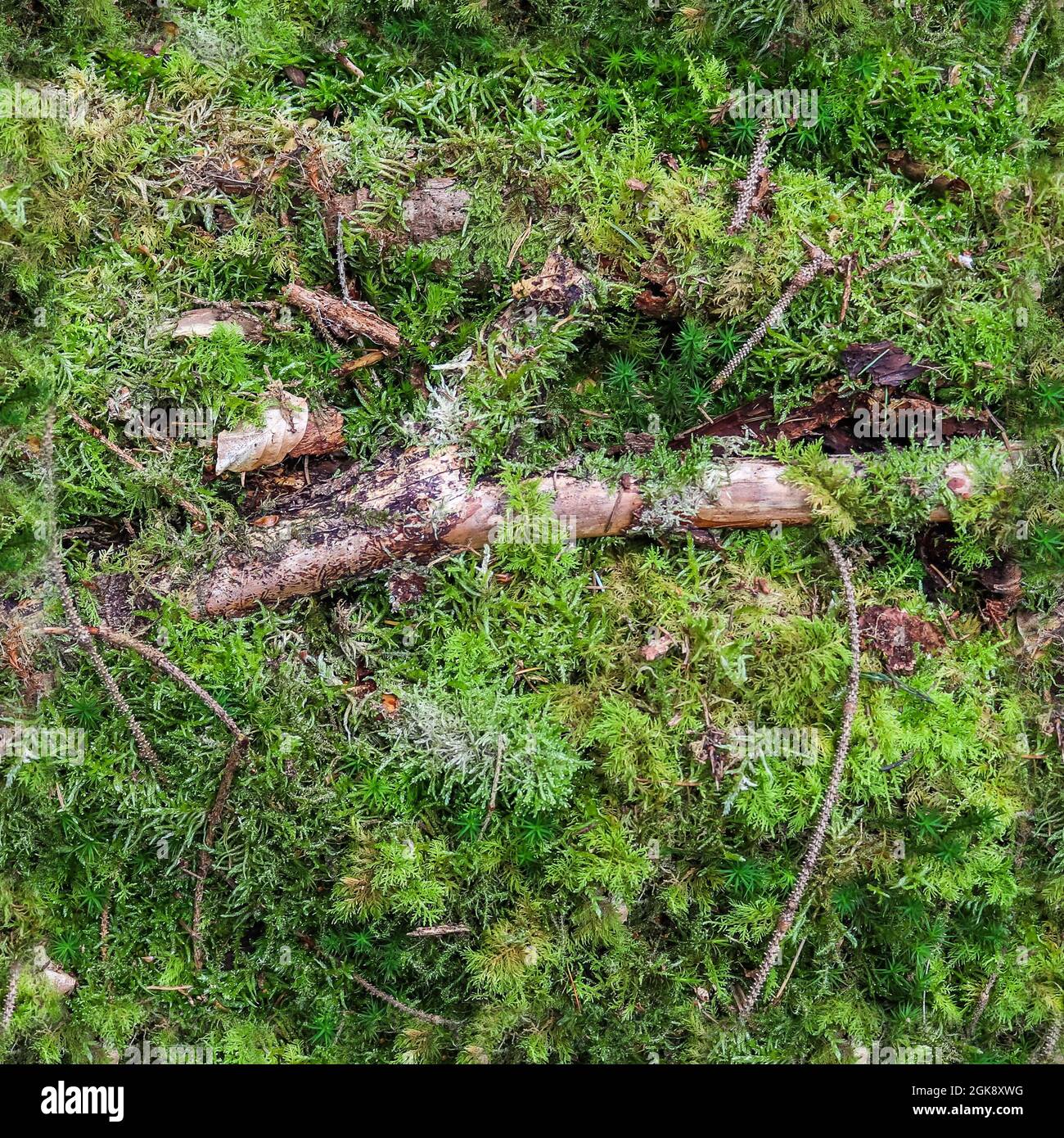 Hochauflösende nahtlose Textur eines Waldgrunds mit Moos und Nüssen Stockfoto