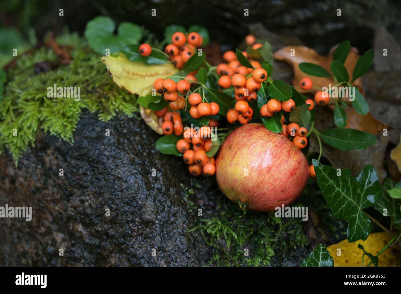 Herbstfrüchte, roter Apfel und Beeren aus dem firethorn liegen auf dunklem nassem Boden zwischen Moos und Blättern, saisonales Stillleben mit Kopierfläche, ausgewählte fo Stockfoto