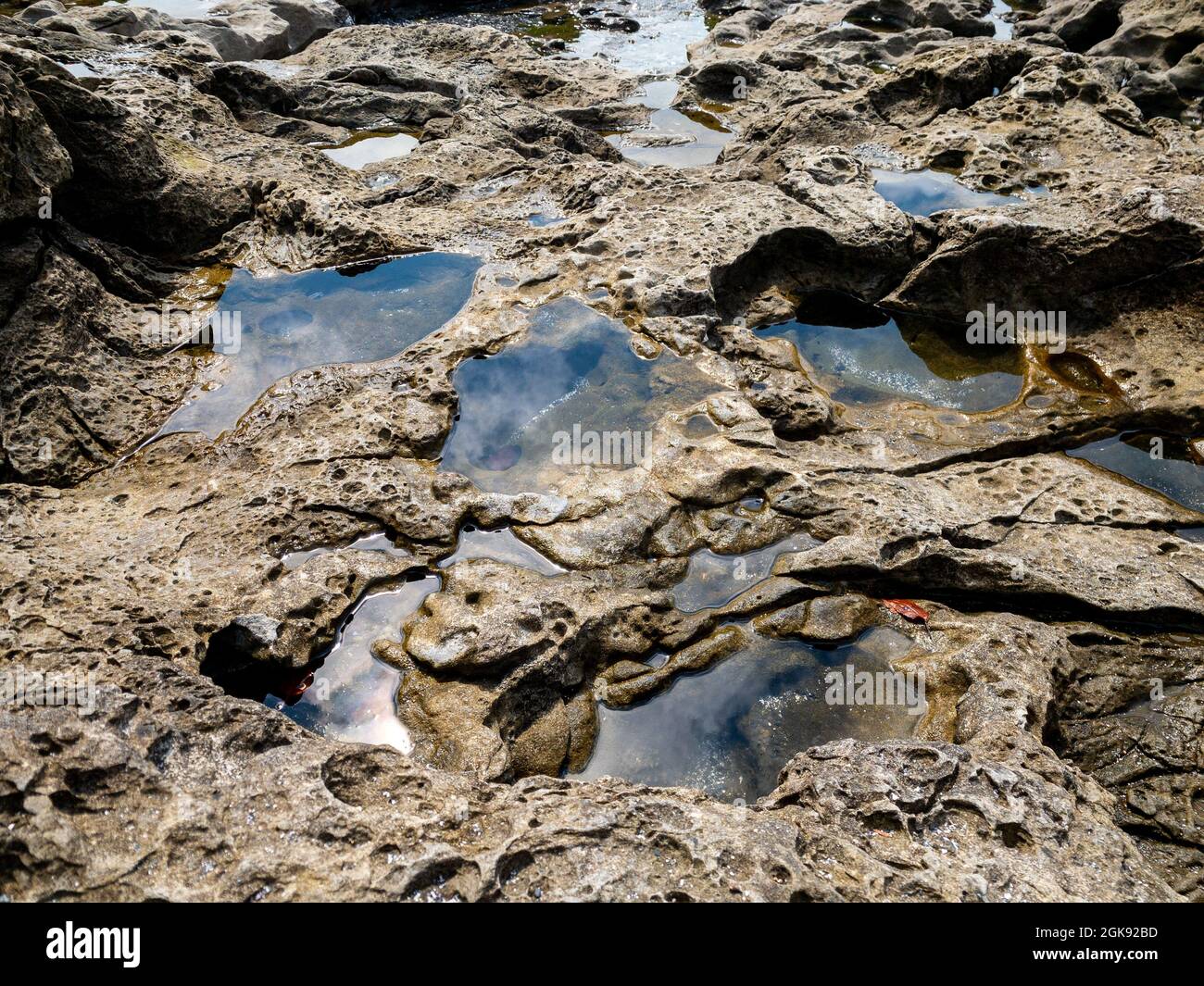 In der Gezeitenzone des Botanischen Strandes im Juan de Fuca Provincial Park auf Vancouver Island, British columbia, Kanada, bildeten sich in Sandstein getuschte Tidenpools Stockfoto