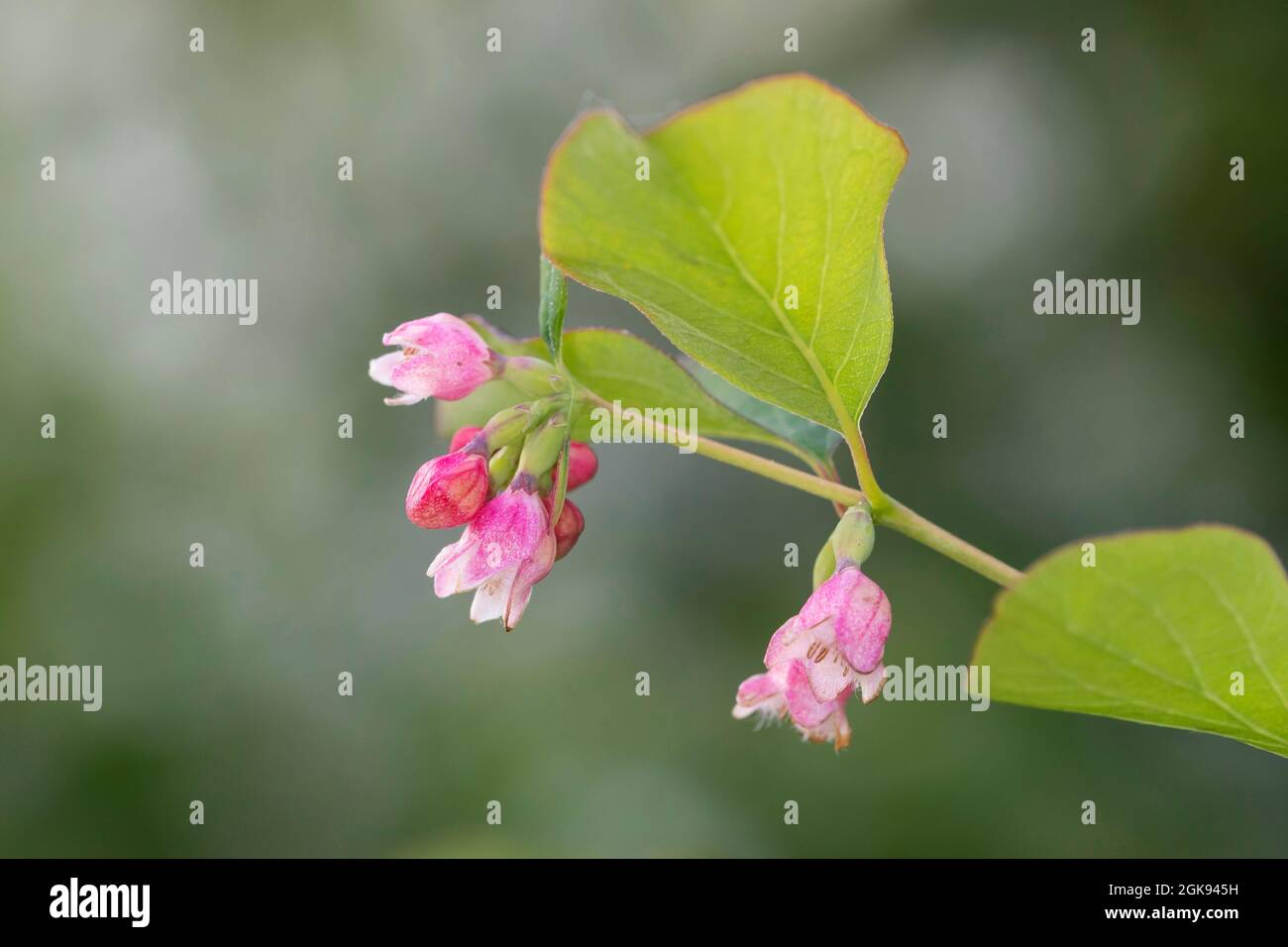 Gewöhnliche Schnebeere, Wachselbeere (Symphoricarpos albus, Symphoricarpos rivularis), Blumen und Blätter, Deutschland Stockfoto