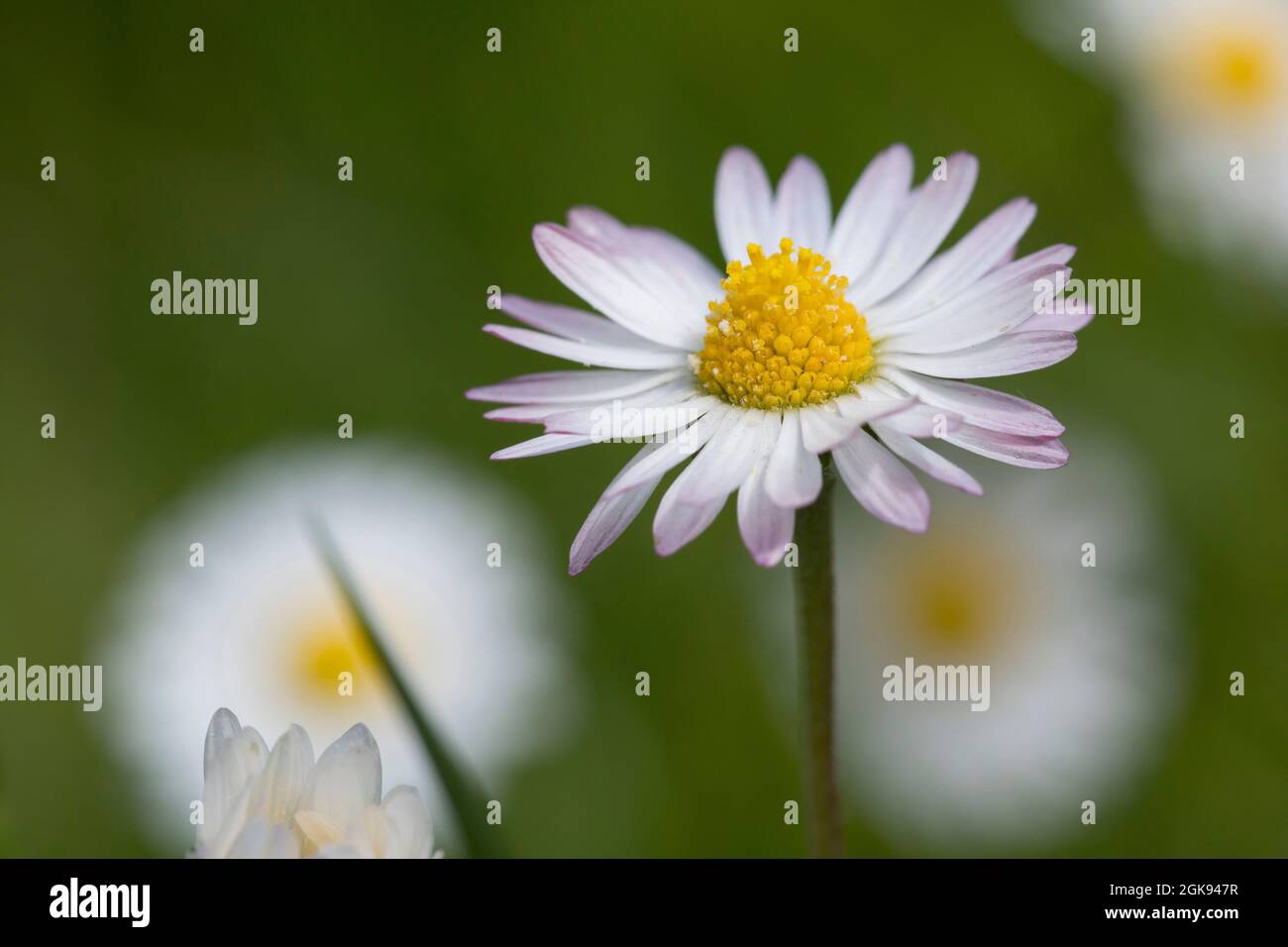 Gänseblümchen, Gänseblümchen, Englische Gänseblümchen (Bellis perennis), Blütenkopf, Deutschland Stockfoto