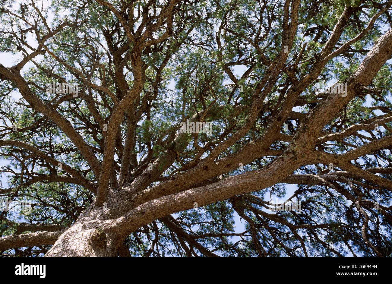 Europäische Schwarzkiefer, Österreichische Kiefer, Schwarze Kiefer, Korsische Kiefer (Pinus nigra), Blick in eine Baumspitze Stockfoto
