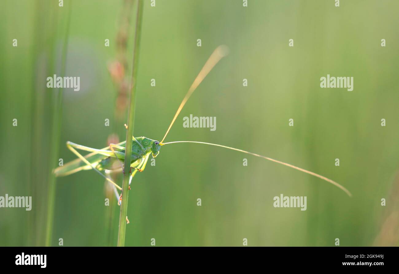 Sichelhaltiges Bush-Cricket, sichelhaltiges Bush-Cricket (Phaneroptera falcata), sitzt auf einem Grashalm im Gegenlicht, Deutschland, Bayern Stockfoto