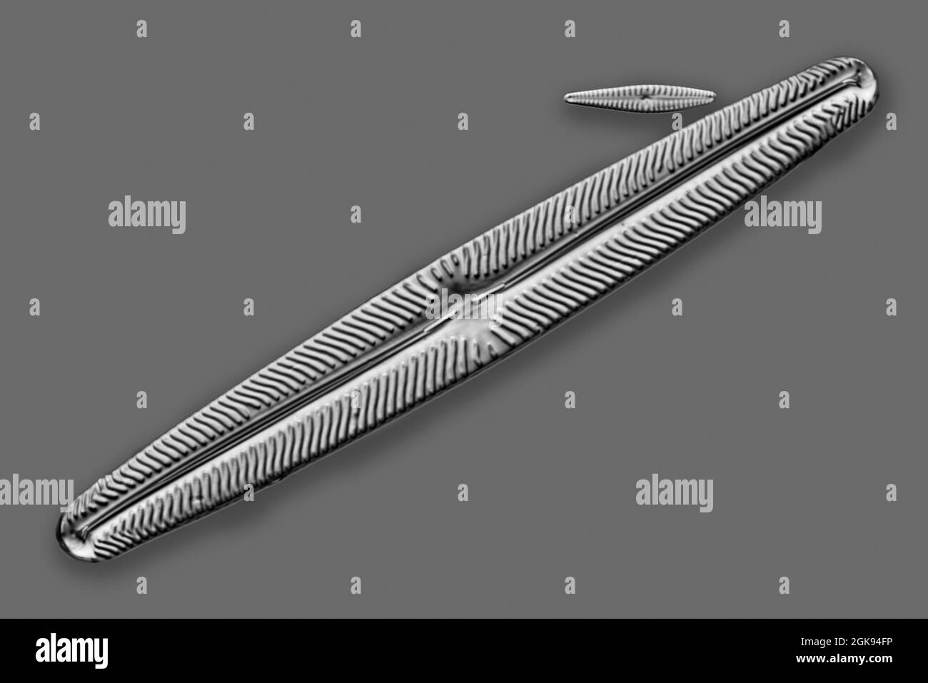 Kieselalgen (Diatomeae), Kieselalgen von Marienwerden, Differentielle Interferenzkontrast-Mikroskopie, Vergrößerung x 140 bezogen auf einen Druck von 35 mm, Deutschland, Stockfoto
