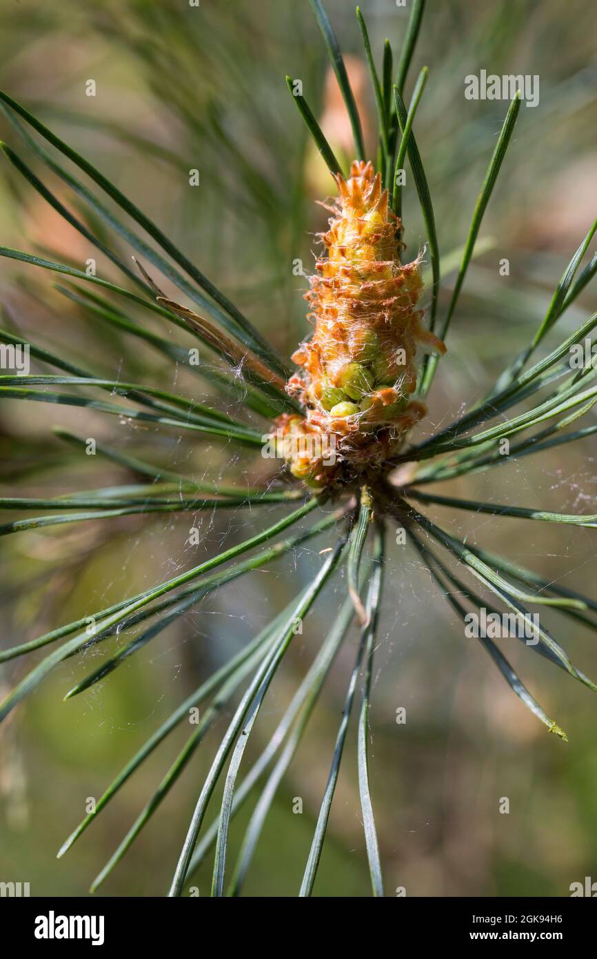 Schottische Kiefer, Schottenkiefer (Pinus sylvestris), männlicher Blütenstand, Deutschland Stockfoto