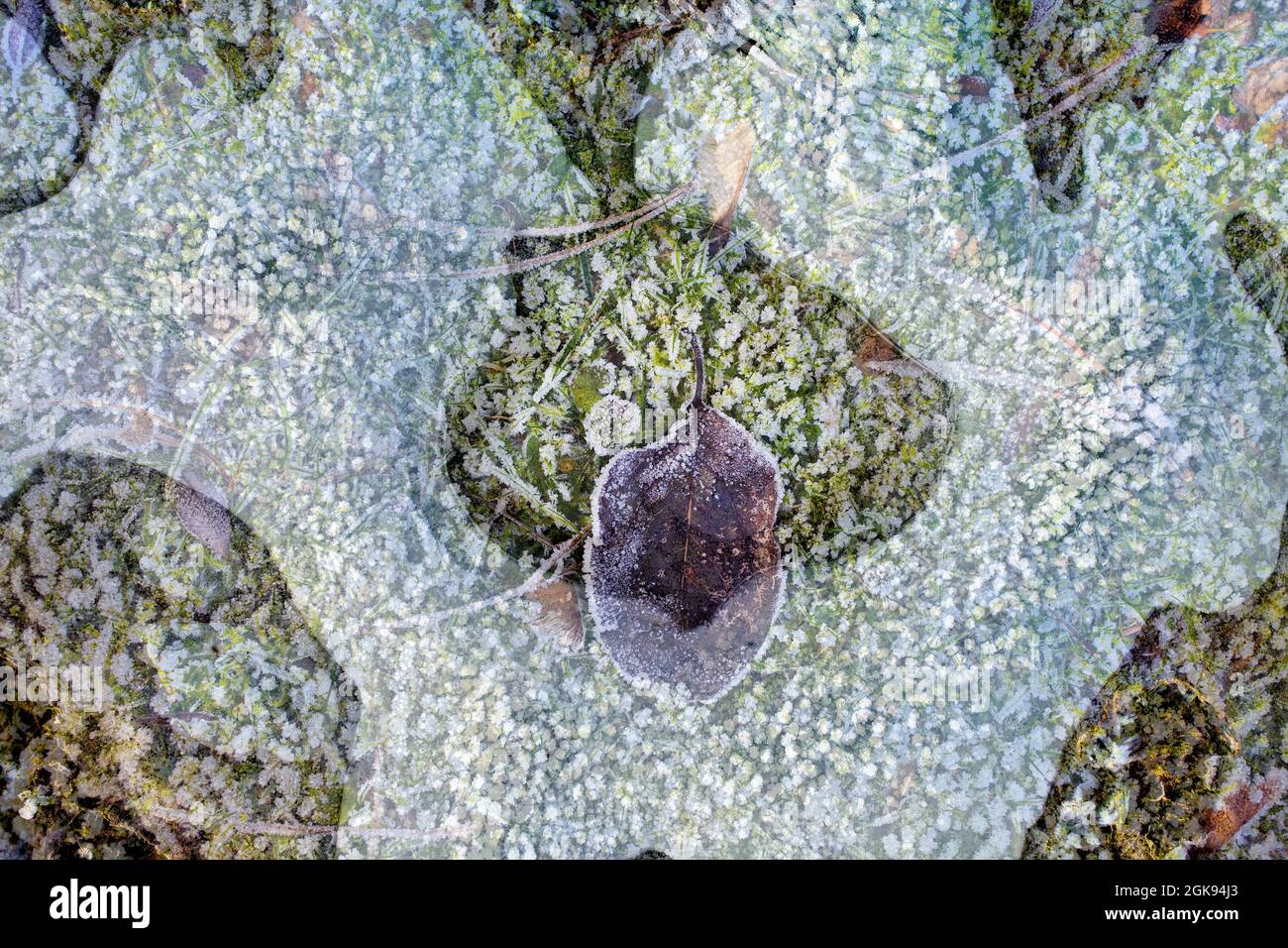 Experimentelle Fotografie mit Pflanzen und einem mit Reifrost bedeckten Blatt, Deutschland Stockfoto