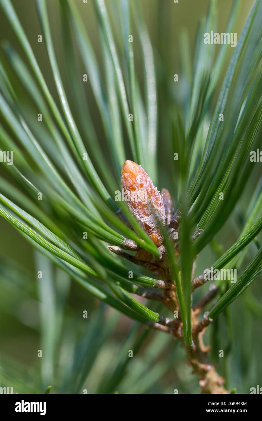 Schottische Kiefer, Schottenkiefer (Pinus sylvestris), harzige Knospen, Deutschland Stockfoto