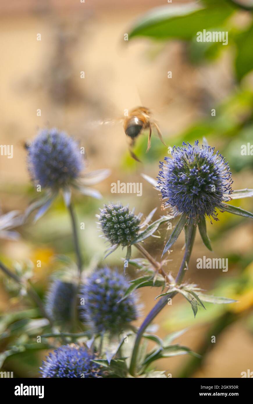Honigbiene, die im Sommer in einer Unschärfe von den Eryngo-blauen Blüten wegfliegt - Eryngium bourgatii, Sea Holly Stockfoto