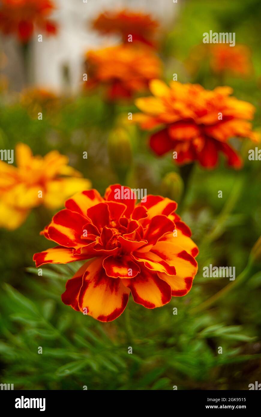 Französische Ringelblumen im Garten - Tagetes patula, Macro Stockfoto