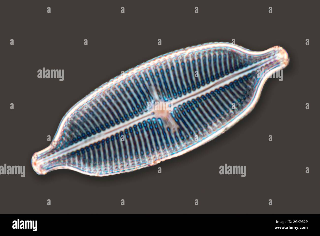 Kieselalgen (Diatomeae), Kieselalgen von Marienwerden, Differentielle Interferenzkontrast-Mikroskopie, Vergrößerung x 140 bezogen auf einen Druck von 35 mm, Deutschland, Stockfoto