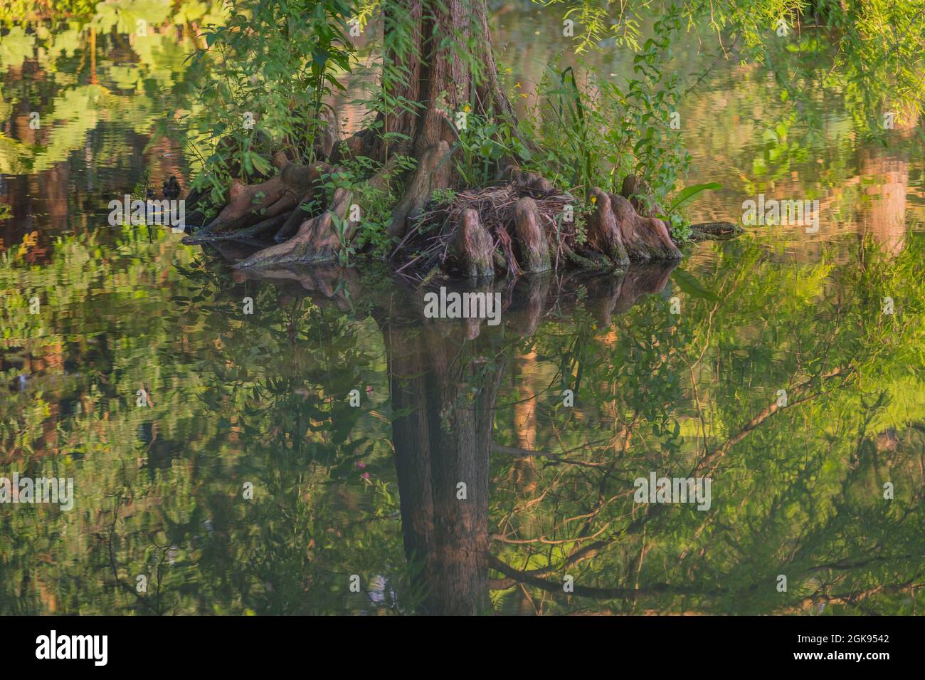 Baldcypress, Weißkopfzypress, Südzypresse, Tandewater-Zypresse, rote Zypresse, Sumpfzypresse (Taxodium destichum), an Land mit Spiegelbild, Stockfoto