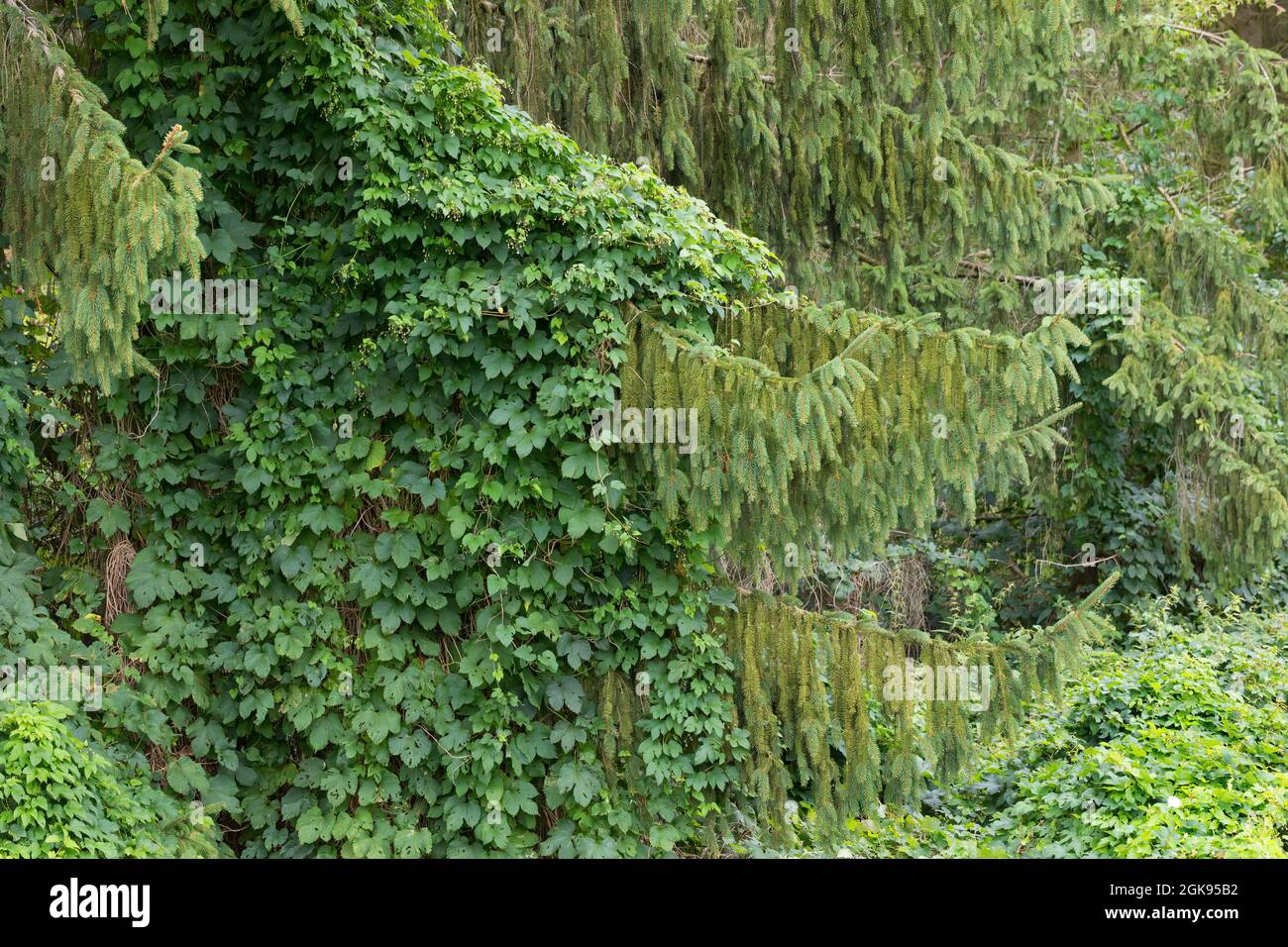 Gewöhnlicher Hopfen (Humulus lupulus), der zu einem Nadelbaum heranwächst, Deutschland Stockfoto