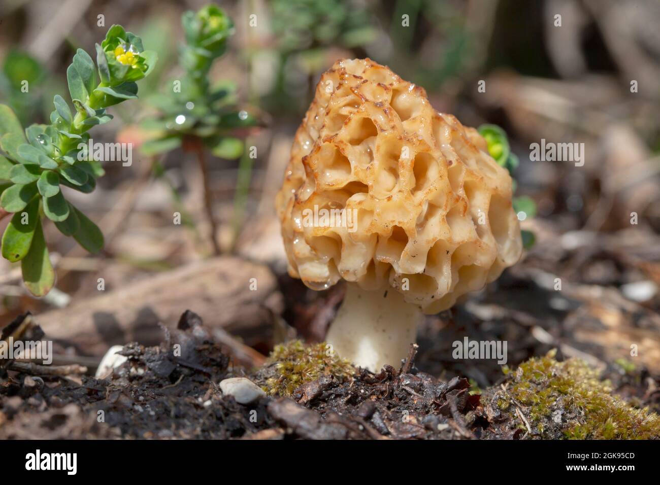 Morchel, Morchel, gelbe Morchel, echte Morchel, Morchelpilz, Biskuitmorelle (Morchella esculenta, Morellus esculentus), einzelner Fruchtkörper, Stockfoto