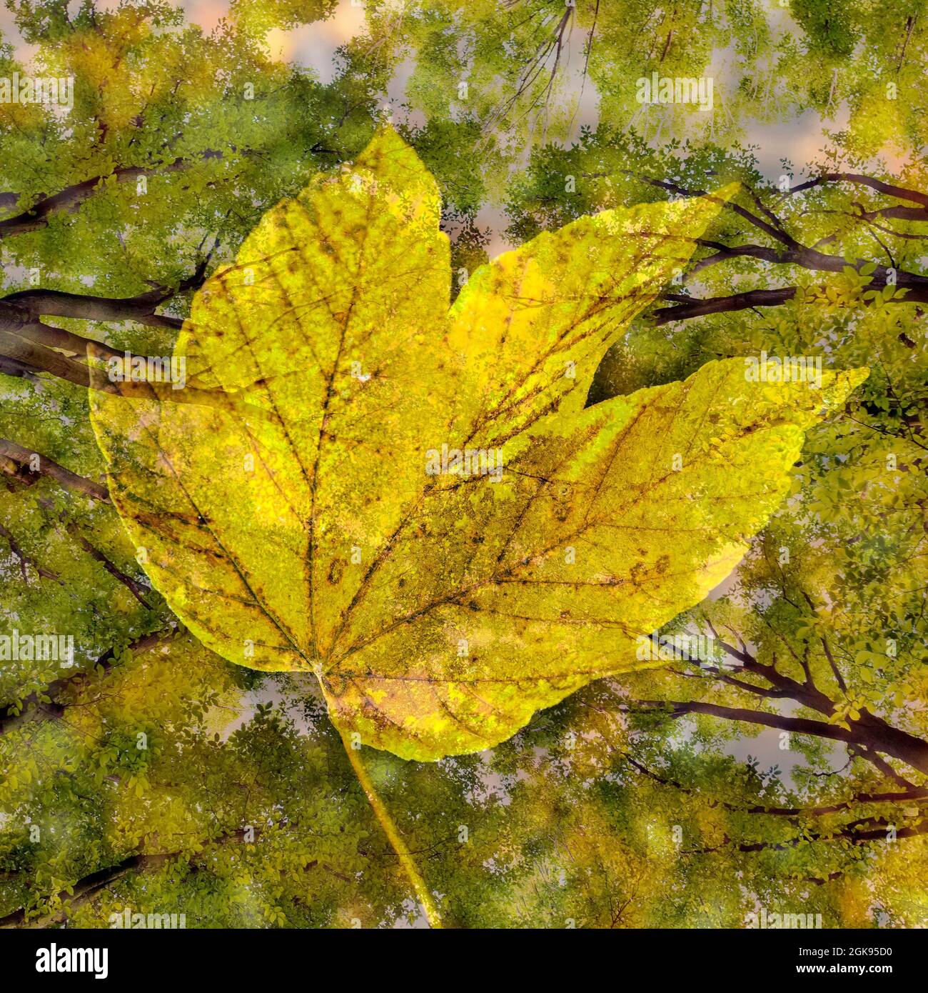 Hainbuche, Europäische Hainbuche (Carpinus betulus), Experimentelle Fotografie mit Hainbuche und Herbstblatt, Deutschland Stockfoto