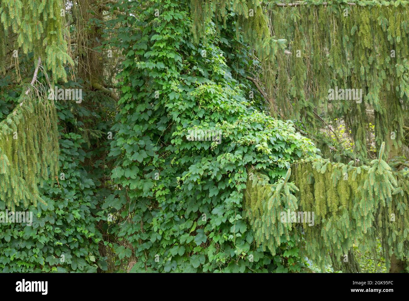 Gewöhnlicher Hopfen (Humulus lupulus), der zu einem Nadelbaum heranwächst, Deutschland Stockfoto