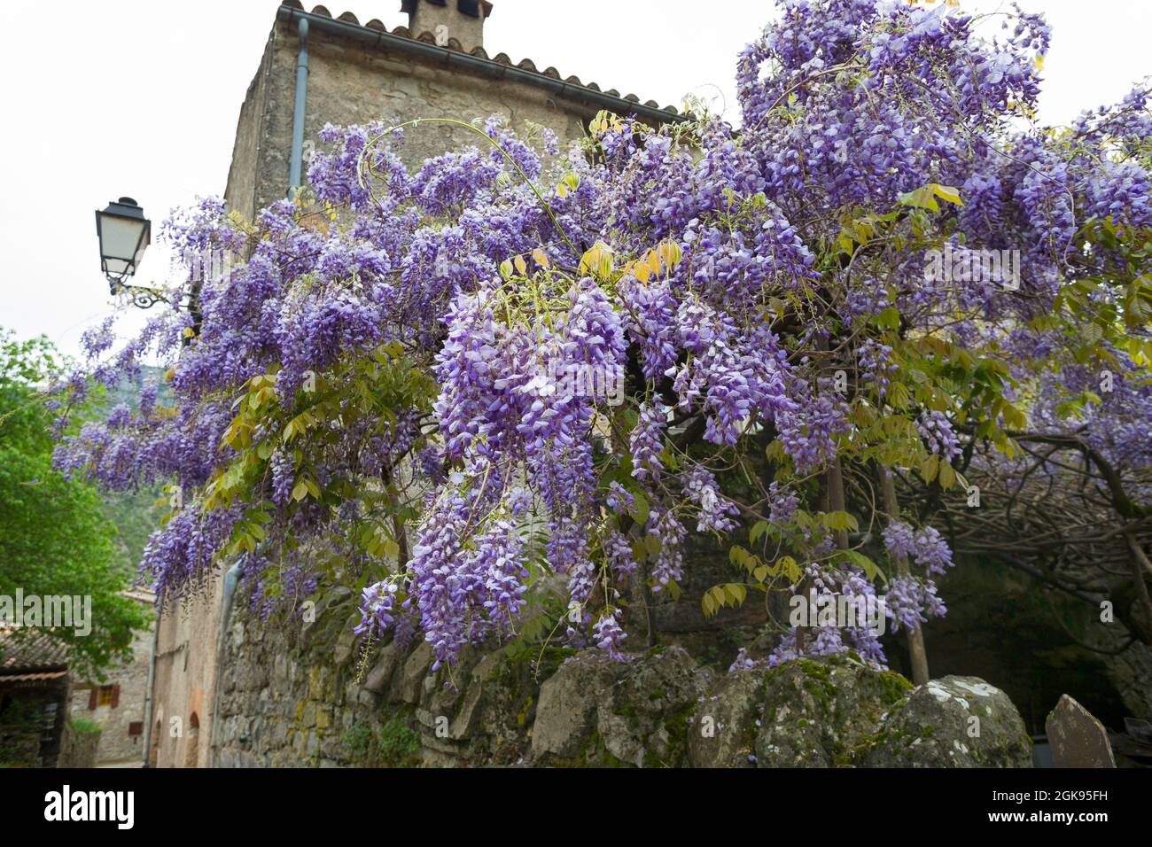 Chinesische Glyzinie (Wisteria sinensis), blüht in einem alten Haus, Deutschland Stockfoto
