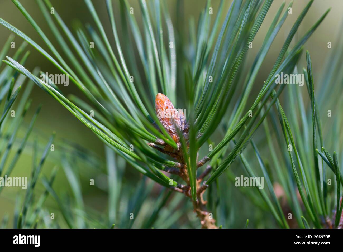 Schottische Kiefer, Schottenkiefer (Pinus sylvestris), harzige Knospen, Deutschland Stockfoto