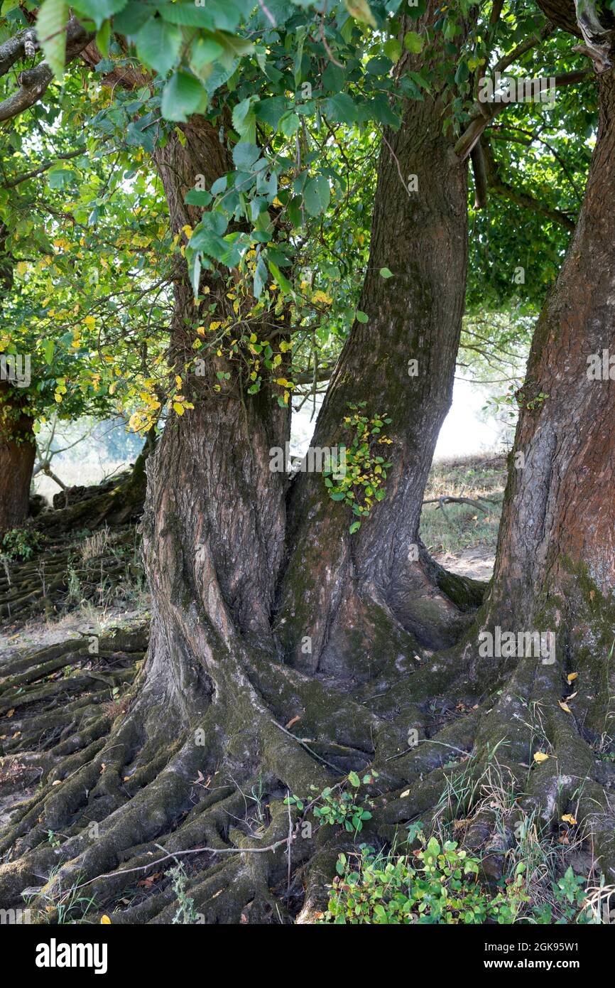 Europäische Ulme, Europäische Weiße Ulme, flatternde Ulme, Spreitende Ulme, Russische Ulme (Ulmus laevis, Ulmus effusa), am Elbtalauen, Deutschland, Stockfoto