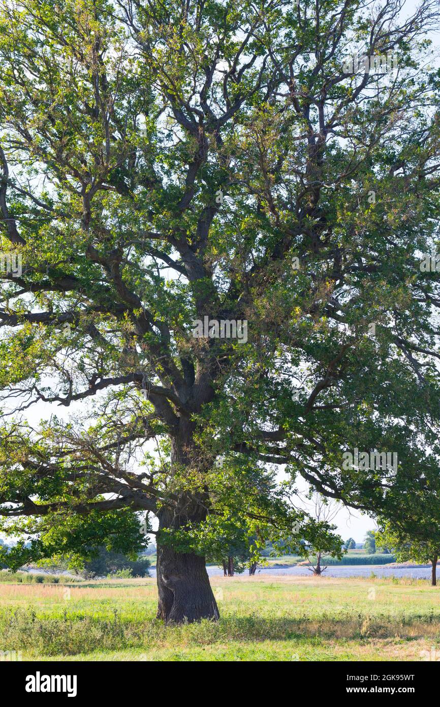 Gemeine Eiche, stielige Eiche, englische Eiche (Quercus robur. Quercus pedunculata), freistehende Eiche auf einer Wiese, Deutschland Stockfoto