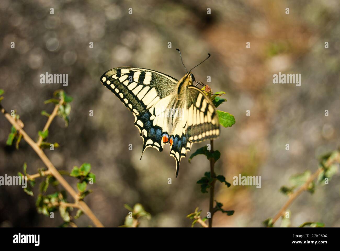 Schwalbenschwanzschmetterling auf einer Pflanze zwischen Steinen - Papilio machaon, der Schwalbenschwanz der Alten Welt Stockfoto