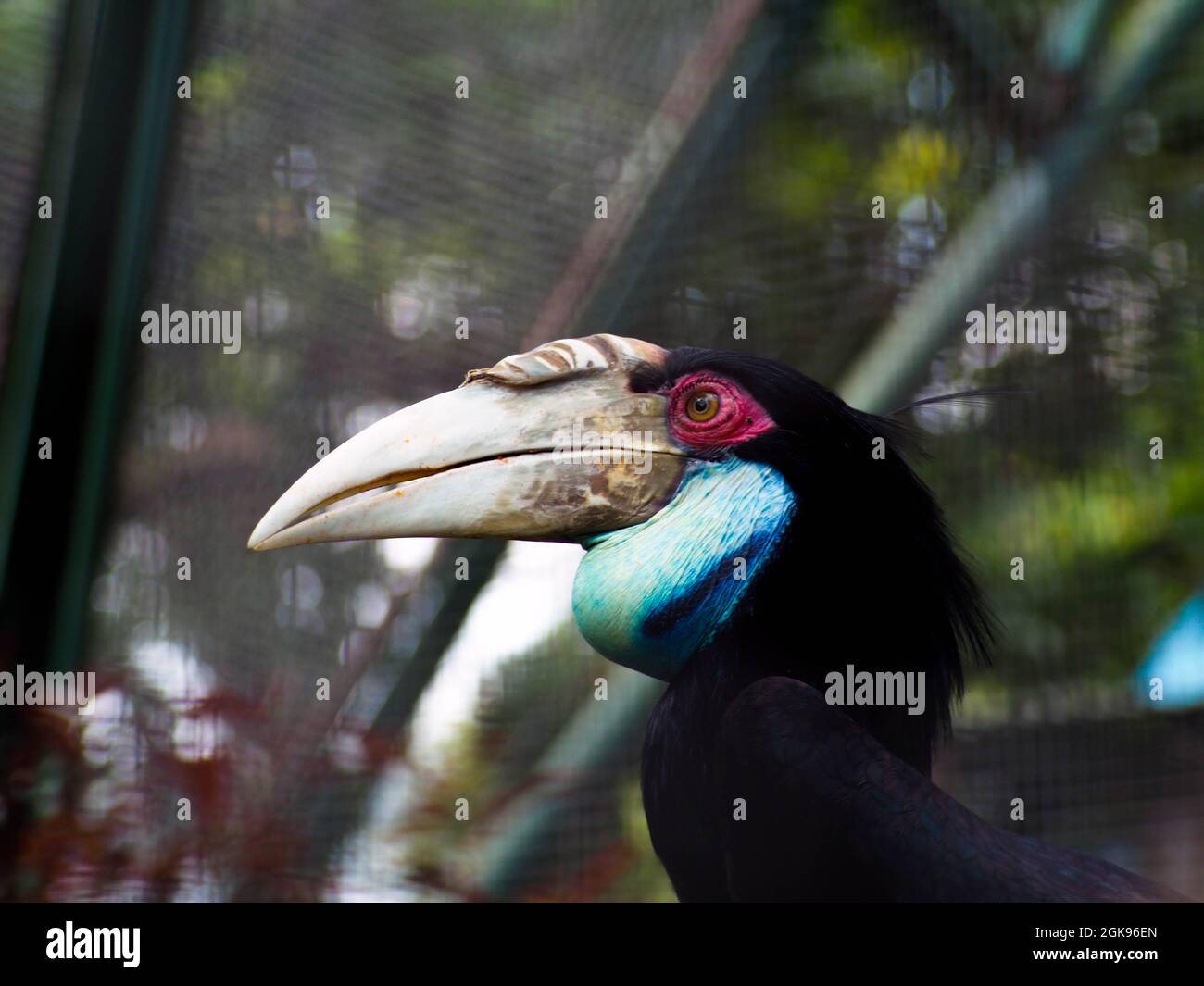 Bild von Hornbill Vogel / Buceros in einem Zoo. Dieser Vogel hat einen großen Schnabel, der wie ein Kuhhorn geformt ist. In Indonesien wird dieser Vogel normalerweise Enggang / Ra genannt Stockfoto
