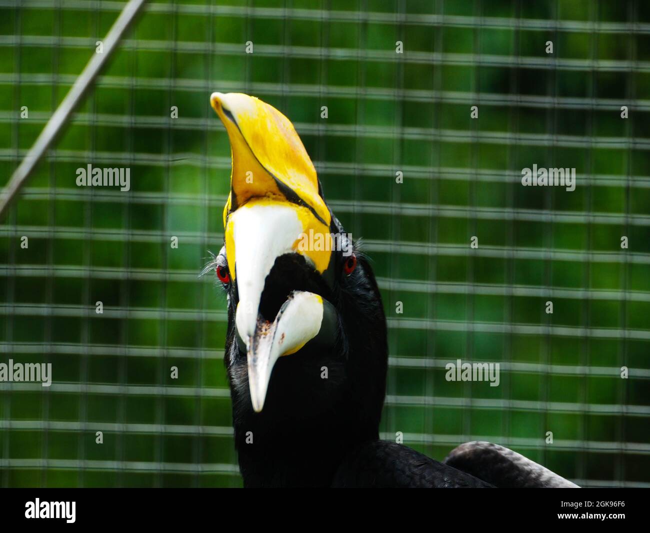 Bild von Hornbill Vogel / Buceros in einem Zoo. Dieser Vogel hat einen großen Schnabel, der wie ein Kuhhorn geformt ist. In Indonesien wird dieser Vogel normalerweise Enggang / Ra genannt Stockfoto