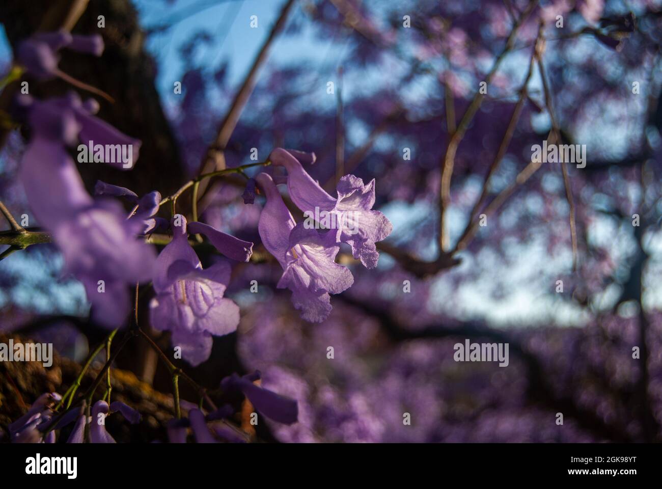 Blühende Jacaranda-Blumen in Nahaufnahme - Macro, Portugal, Jacaranda mimosifolia Stockfoto