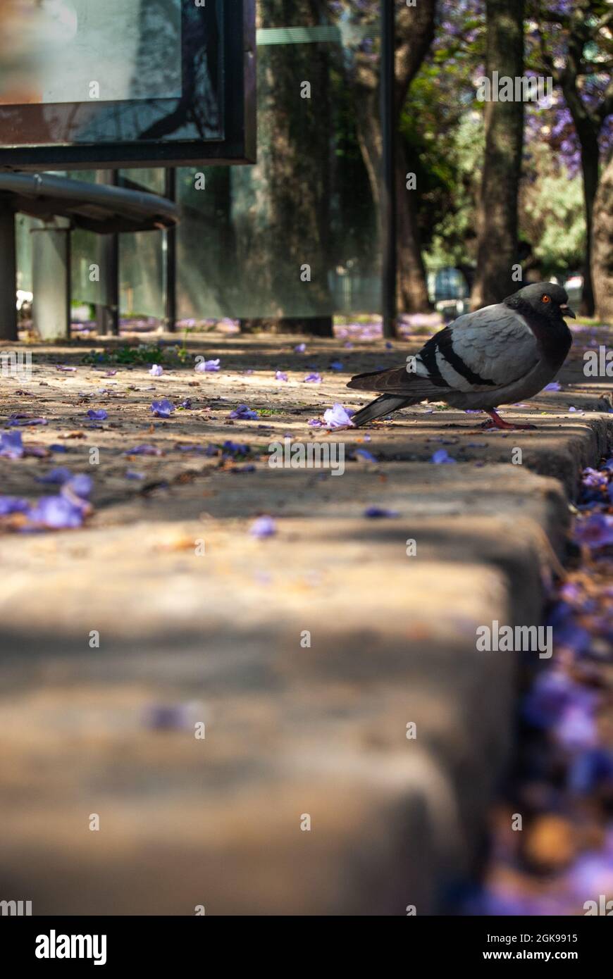 Porträt einer Taube auf einem Gehsteig zwischen gefallenen violetten Blüten von Jacaranda - selektiver Fokus, Vertikal Stockfoto