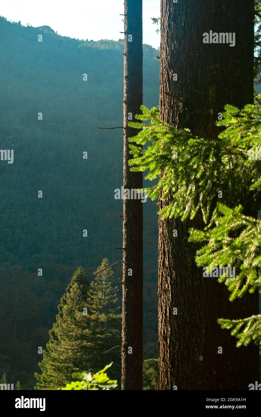 Berglandschaft durch vertikale Baumstämme - Vertikal, selektiver Fokus Stockfoto