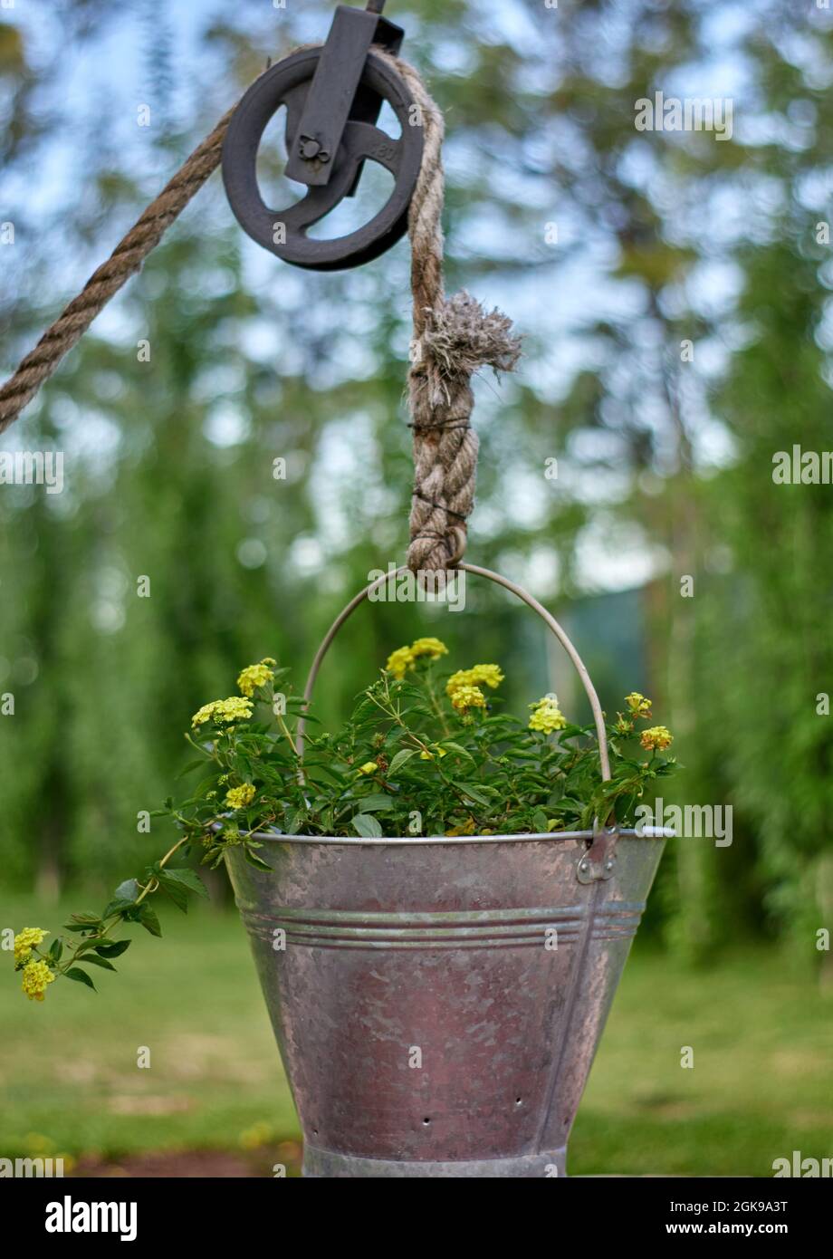 Aluminiumeimer mit gelben Blumen, die an einem Seil an einem ungenutzten Wasserbrunnen hängen. Ornament. Grüne Pflanzen verschwimmen im Hintergrund. Stockfoto