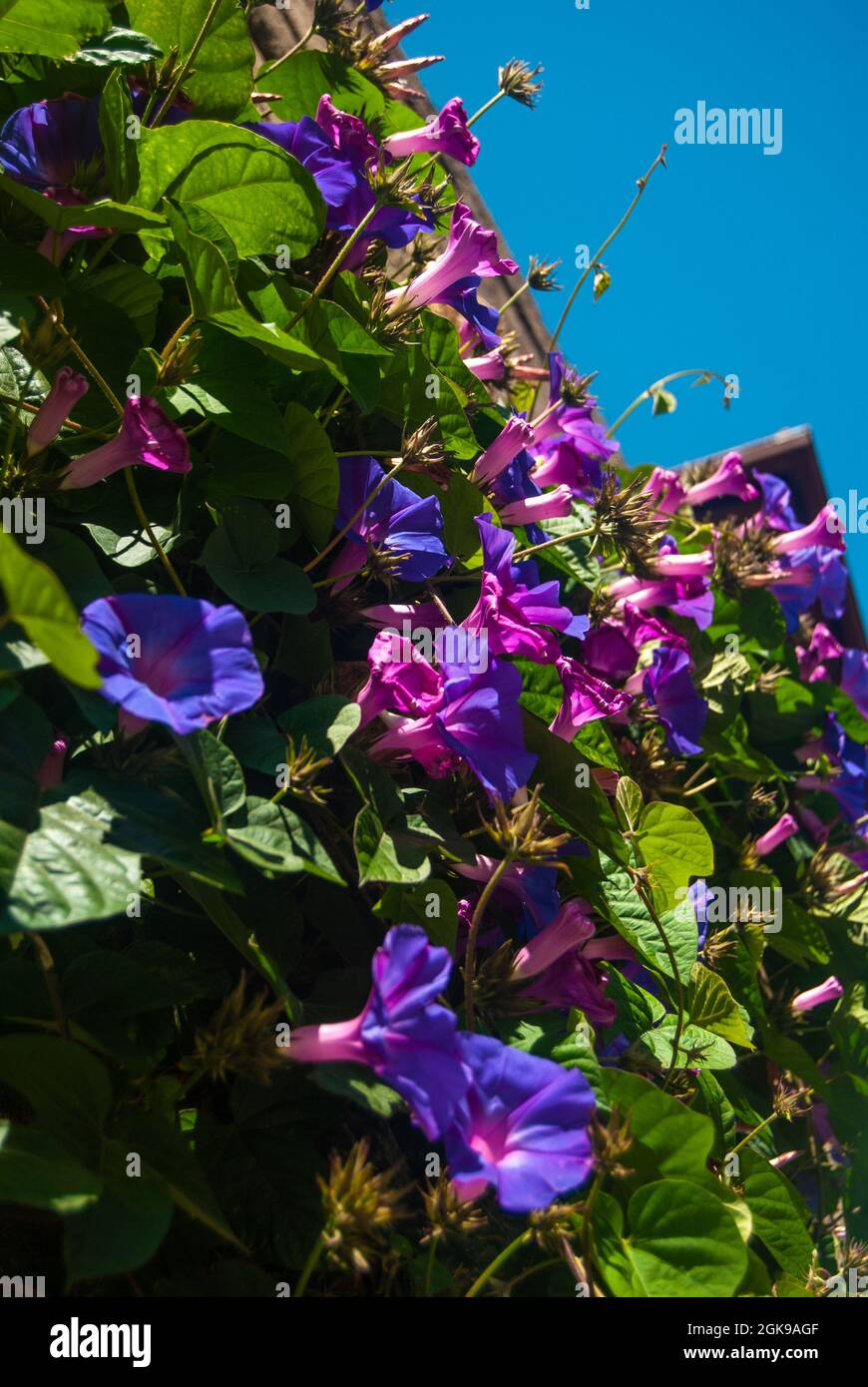Violette Morgenblüten an der Wand des Gebäudes - Ipomoea purpurea, Portugal, selektiver Fokus Stockfoto