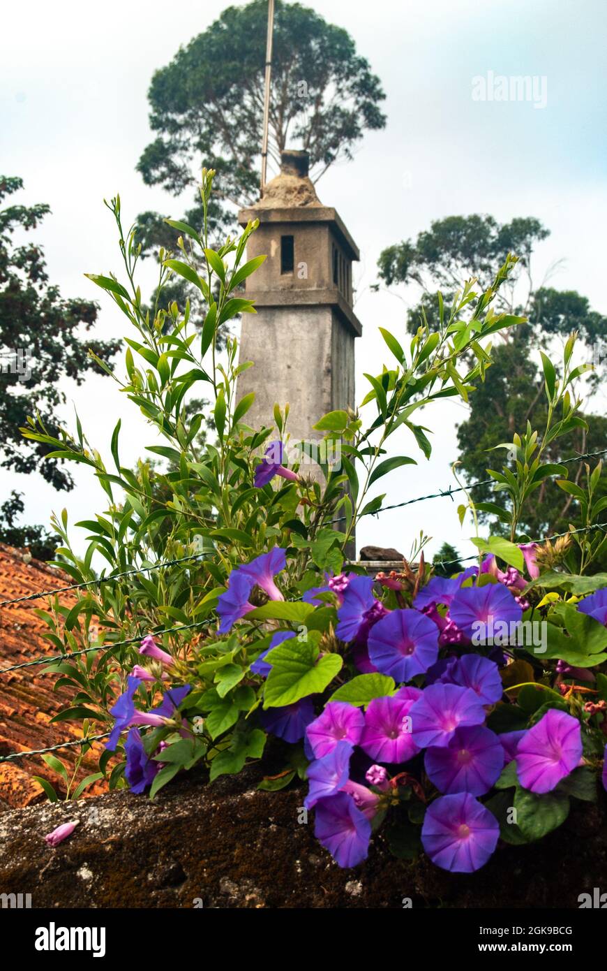 Komposition aus Morning Glory Blumen und einem alten Kamin - Ipomoea purpurea, Viana do Castelo, Portugal, Vertikal, Selektiver Fokus Stockfoto