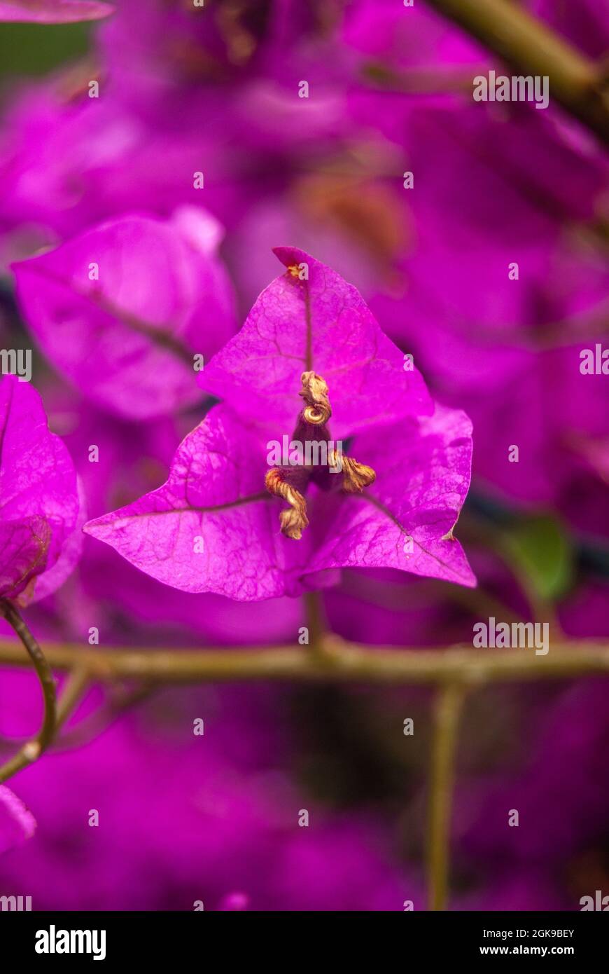 Nahaufnahme der violetten Bougainvillea Glabra Knospen, die sich wunderlich geschwungen haben - Makro, selektiver Fokus Stockfoto