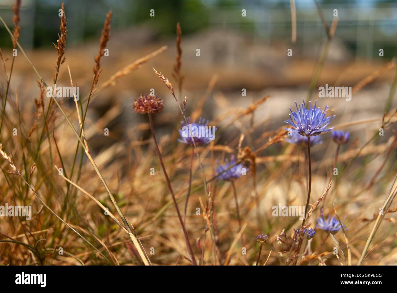 Makro von Blaufeldblumen im trockenen Gras - Jasione montana, Makro, selektiver Fokus Stockfoto