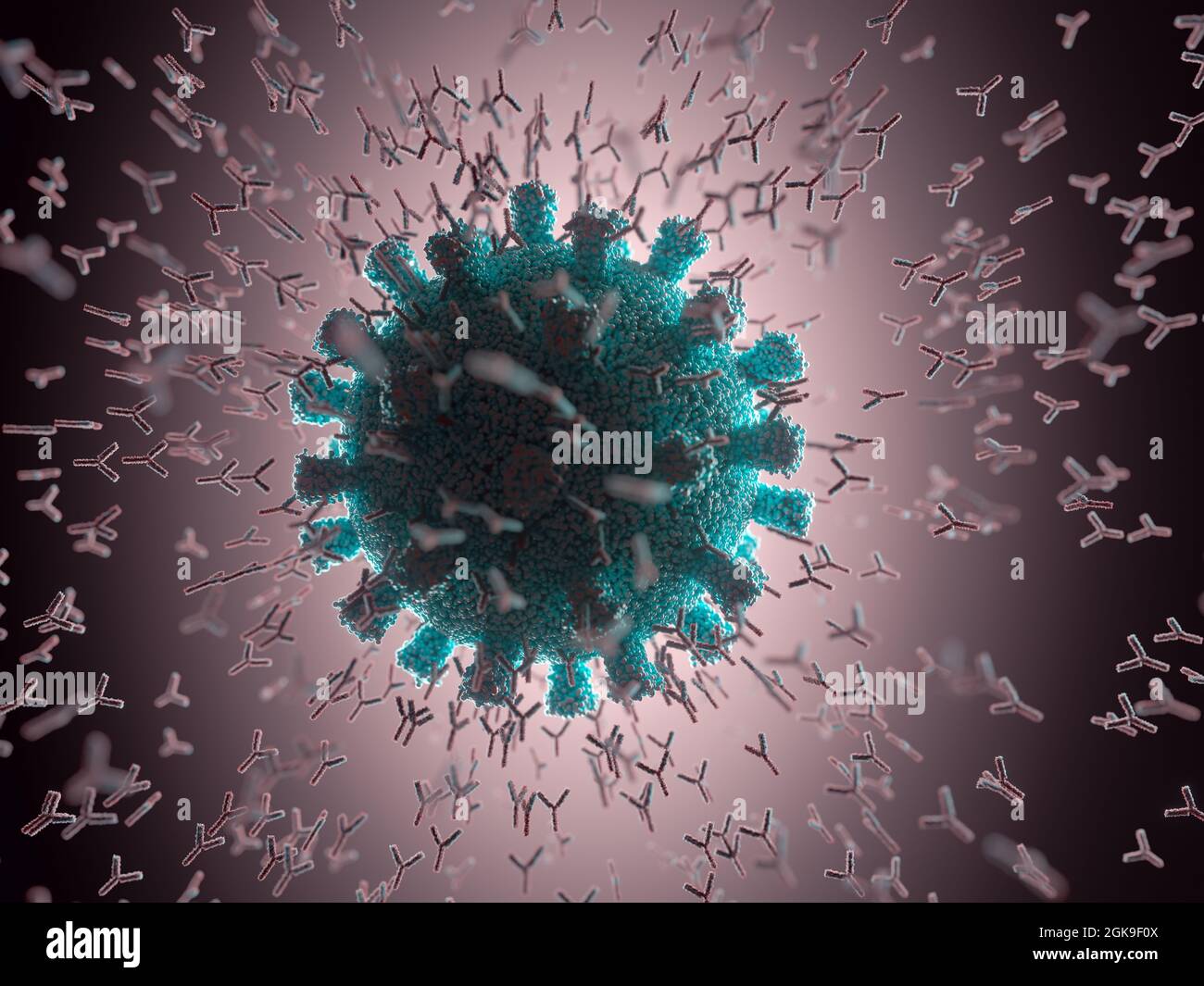 Immunologisches System, Antikörper, die das Virus Covid-19 angreifen. 3D-Darstellung, Konzept des Abwehrsystems des Körpers. Y-förmiger Antikörper, der den angreift Stockfoto