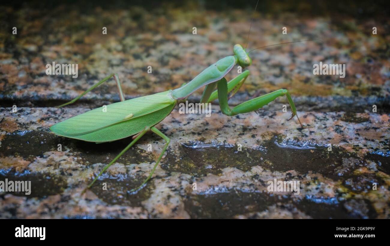 Gottesanbeterin. Insekten verteilt weltweit in gemäßigten und tropischen, China Stockfoto