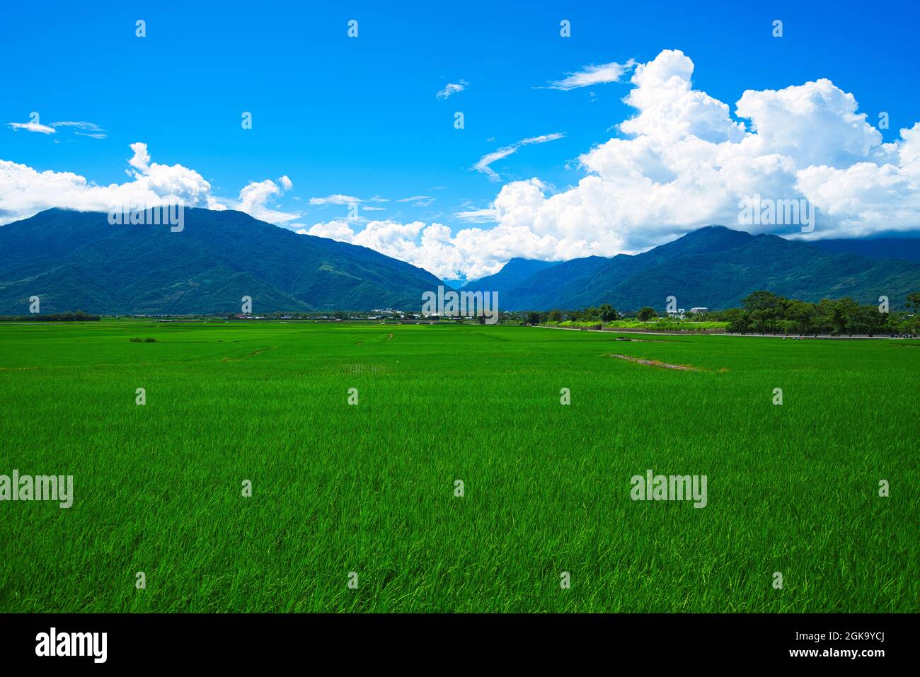 Blauer Himmel, weiße Wolken, Reisfelder kombiniert zu malerisch. East Rift Valley National Scenic Area, Taitung County, Taiwan. 2021 Stockfoto