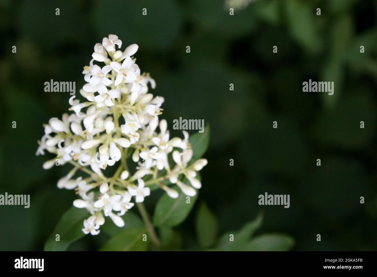 Weiße Blüten von wildem Gehege oder gemeinem Gehege oder europäischem Gehege (Ligustrum vulgare) Stockfoto