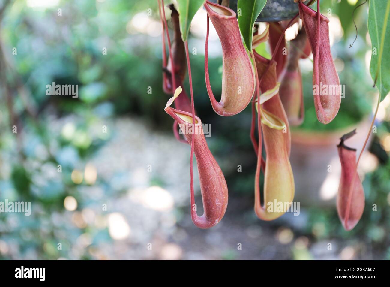 Nepenthes, tropische Krug Pflanzen und Affen Tassen, Fokus selektiv. Stockfoto