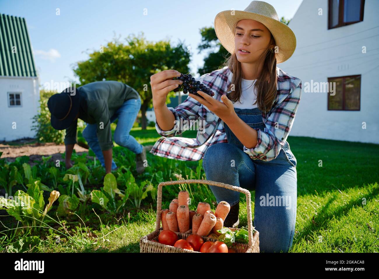 Kaukasische Bäuerin, die im Garten mit frischem Gemüse arbeitet Stockfoto