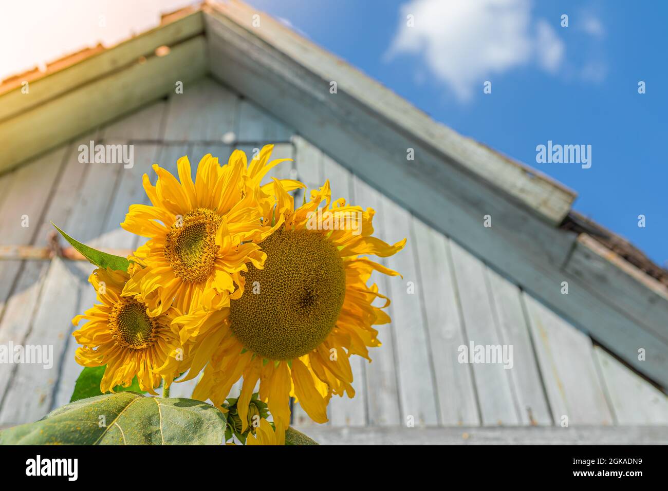 Sonnenblumen-Blütenstände auf dem Hintergrund des Daches des Holzhauses und des blauen Himmels mit den Wolken Stockfoto